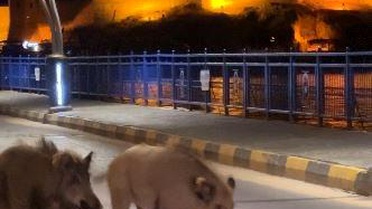 Yaban Domuzları Kuşadası'nda Korkutuyor