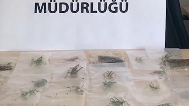 Çekirge Kaçakçılarına 2 Milyon Ceza