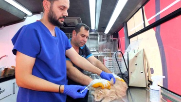 Balıkesir'de Can Dost 18 bin sokak hayvanına sağlık hizmeti verdi