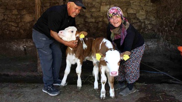 Buzağılar 'Yıldız' ve 'Tilbe' Adını Aldı