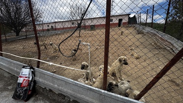 Elazığ'da Sahipsiz Hayvanlara 7/24 Destek