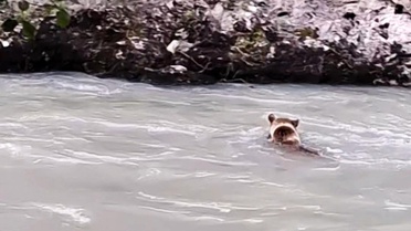 Tunceli'de Ayı, Munzur Nehri'ni Geçmeye Çalıştı
