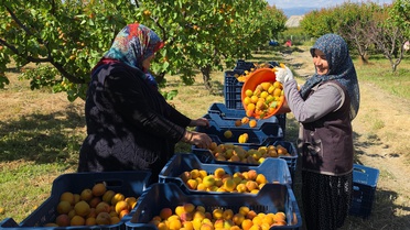 Mut'ta Yüksek Kayısı Rekoltesi Beklentisi