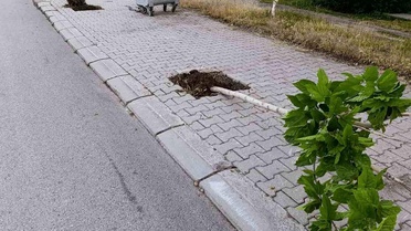 Patnos'ta yeni dikilen 15 ağaca zarar verildi