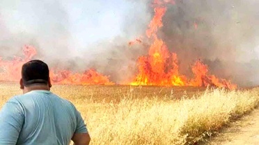 Harran'da Buğday Tarlasında Yangın!