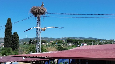 Kuşadası'nda Leylek Yavruları Havadan Görüntülendi