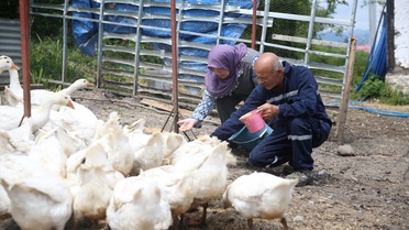 Emekli Çiftin Kaz Yetiştiriciliği Başarısı