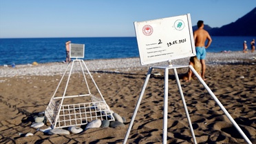 Caretta Carettalar Çıralı'da Gecikmeli Yuvaladı