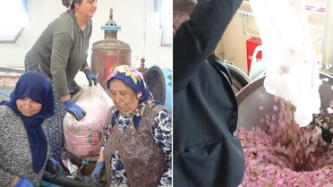 Isparta'nın pembe hazinesi! Kilosu 650 bin liraya alıcı buluyor