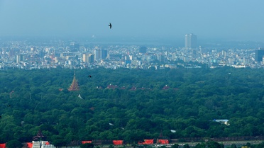 Myanmar, 21 Milyon Fidan Dikecek