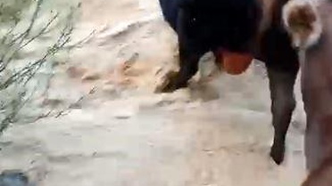 Hayvanların Dereyi Geçme Mücadelesi