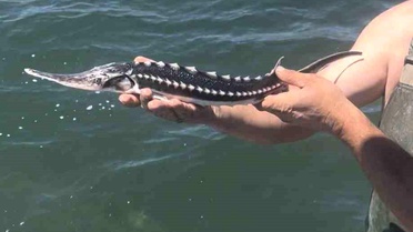 Tehdit Altındaki Mersin Balığı Kurtarıldı
