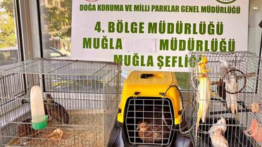 Muğla'da Kaçak Yaban Hayvan Operasyonu