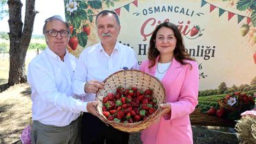 Osmancalı Çileği'nin ilk hasadı şenlikle yapıldı