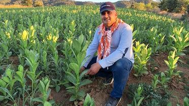 Sarıgöl'de Tütün Hasadı Başladı