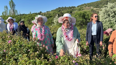 Ercan Isparta'da Gül Hasadı Yaptı