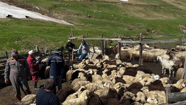 Bayburt'ta Küçükbaş Hayvan Aşılama Faaliyetleri