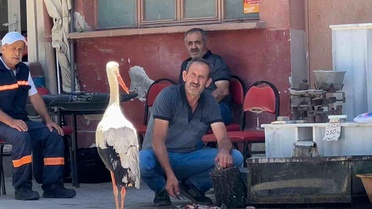 Leylek ve Balıkçıdan Dostluk Hikayesi