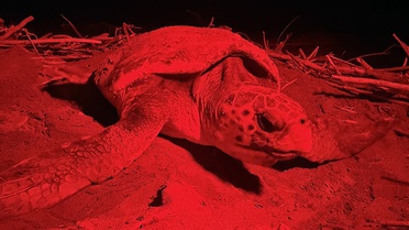 Belek Sahili'nde Caretta Caretta Yumurta Bıraktı