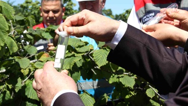 Fındıkta Kahverengi Kokarca Mücadelesinde Samuray Arısı Dönemi