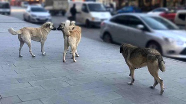 Sahipsiz Köpekler Yıl Sonuna Kadar Toplanacak