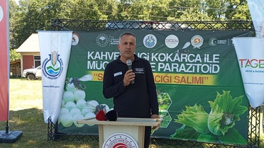 Samsun'da Kahverengi Kokarca Mücadelesi