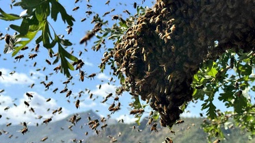 Şırnak'ta Bal Arıları Oğul Veriyor
