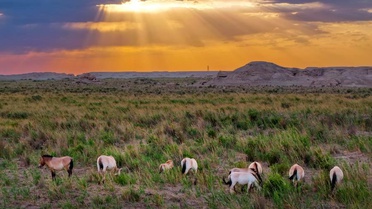 Dunhuang'da Przevalski Atları 10 Tay Dünyaya Getirdi