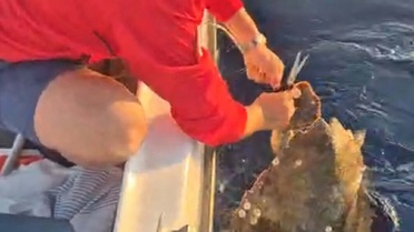 Deniz Kaplumbağası Amatör Balıkçılar Tarafından Kurtarıldı