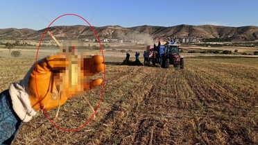 Tarlada görüldü, etle besleniyor! Tam bir dev