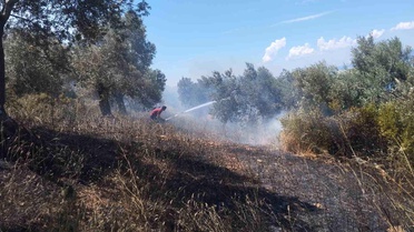 Burhaniye'de zeytinlik yangınına havadan ve karadan müdahale ediliyor