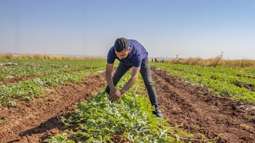 Diyarbakır Karpuz Hasadı Dolu Nedeniyle Gecikiyor