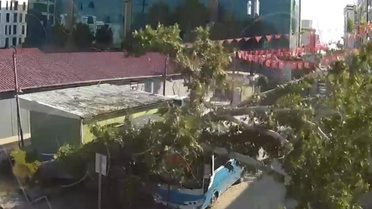 Osmaniye'de çınar ağacı otobüsün üzerine düştü