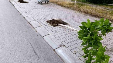 Patnos'ta ağaçlara zarar veren şüpheli yakalandı