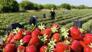 Silifke Çileğinde Hasat Devam Ediyor