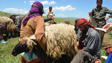 Göçerlerin Süt Sağım Mesaisi Başladı
