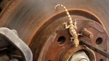 Malatya'da Tekerlekten Kertenkele Çıktı