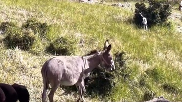 Kaybolan Eşek Dronla Bulundu