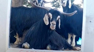 Keçi de Hava Durumu Sunmaya Başladı