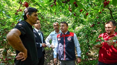 Honaz Kiraz Hasadı Başladı