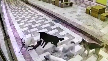 Hatay'da Kediyi 6 Sokak Köpeği Saldırdı