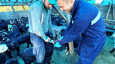 Simav'da Hayvan Sağlığı İçin Aşı Çalışmaları