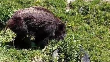 Yaralı Yaban Domuzu Ardahan'da Kaydedildi
