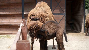 Avrupa'nın en büyük doğal yaşam parkında yavru deve heyecanı