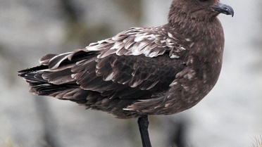 Avustralya ana karasında ilk H5N1 kuş gribi vakası görüldü