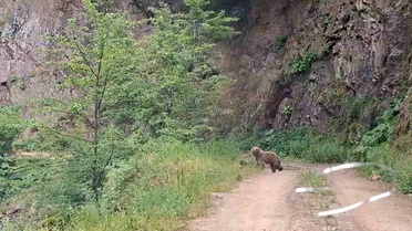 Ayancık'ta Anne Ayı ve Yavruları Görüntülendi