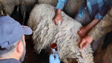Bolvadin'de Küçükbaş Hayvan Aşılama Çalışmaları