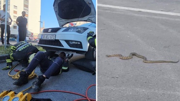 Araçta göründükten sonra kaybolan yılan araç sahibinin evinin önünde ortaya çıktı