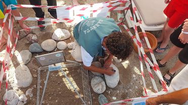 Kemer'de 38 Deniz Kaplumbağa Yuva Sayısına Ulaşıldı