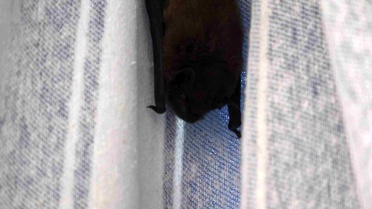 Amasya'da Yarasaya 'Batman' İsimli Misafir